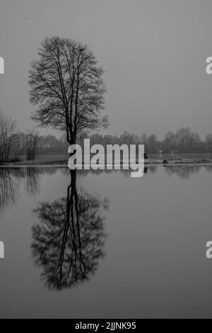 A vertical grayscale shot of the leafless tree on the shore reflecting on the water surface. Stock Photo