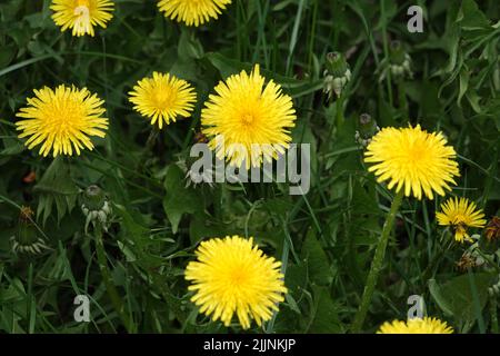 Nature of Ukraine yellow flowers dandelions growing in a wild field Stock Photo