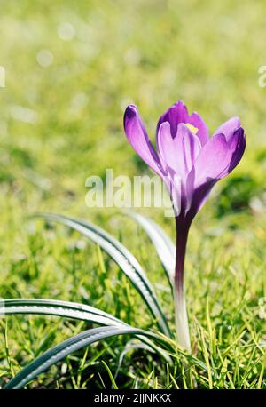 Closeup shot of spring crocus field Stock Photo - Alamy