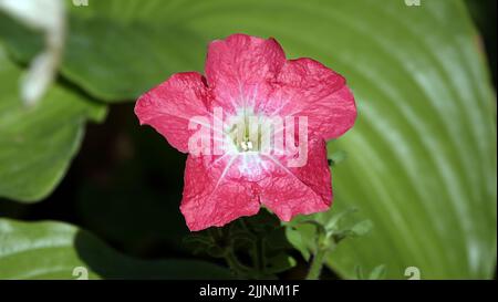 Wildflowers close-up in summer in Ukraine Stock Photo