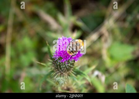 Bee or honeybee in Europe, sitting on violet or purple flower. Bee feeding on pollen and nectar during summer. Closeup photography. Stock Photo