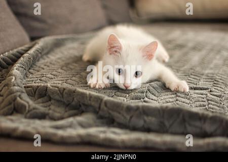 Close-Up of a white kitten lying on a rug Stock Photo