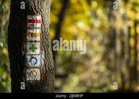 A closeup shot of signs on the tree trunk Stock Photo