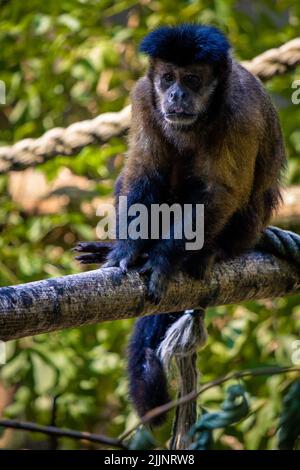 A vertical shot of a cute black capuchin (Sapajus nigritus) monkey sitting on the tree branch Stock Photo