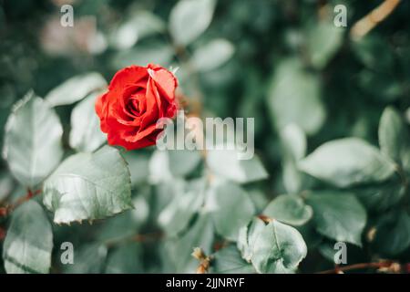 A macro shot of a red rose against the background of green leaves Stock Photo