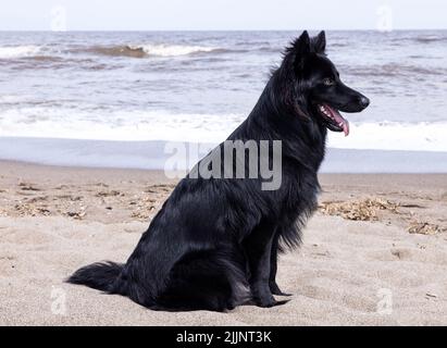 A closeup of the black German Shepherd on the beach sitting on the sand against the sea. Stock Photo