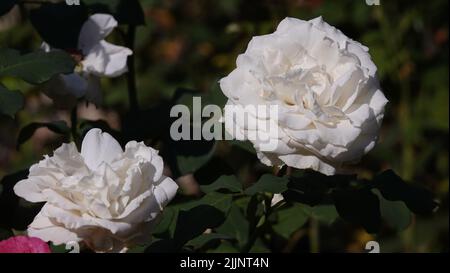 Roses of different varieties and species close-up Stock Photo