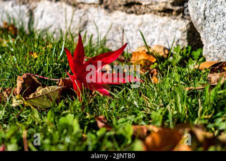 A selective focus shot of dry fallen leaves on fresh green grass with stones in the background Stock Photo