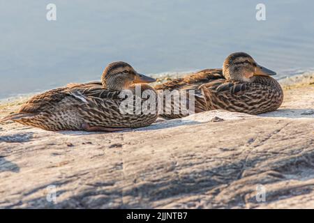 Two female mallard ducks laying on a rock in Vermont Stock Photo