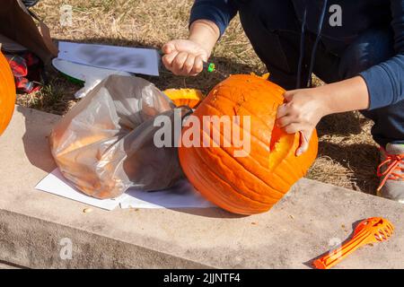 Hands of child cutting out jack-o-lantern from pumpkin with carving knife-holding pumpkin by mouth and working hard at it Stock Photo