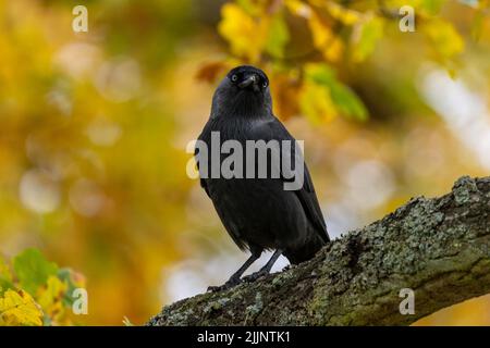 A western jackdaw (Coloeus monedula) staring at the camera from a tree with fall leaves Stock Photo