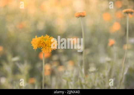 Yellow colored galata flower in the flower farm field fully bloomed with blurry background and selective focus used. Stock Photo