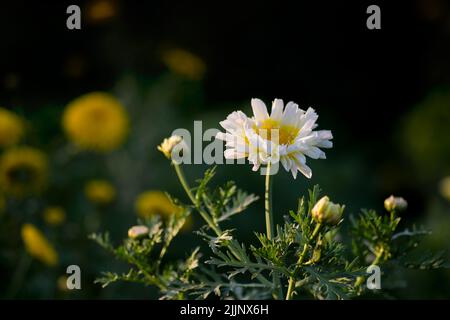 Beautiful white-colored flower on the plant of the daisy family. Used selective focus. Stock Photo