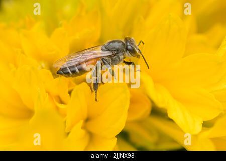 Honeybee on the yellow flower petal to get nectar from it. Used selective focus. Stock Photo