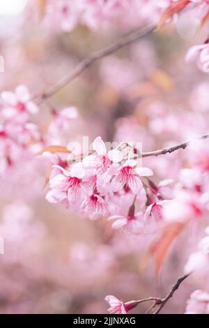 A selective focus shot of pink cherry blossom blooming on the tree with blurred background Stock Photo