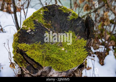 A closeups shot of the moss plant on the tree trunk during winter in the forest Stock Photo