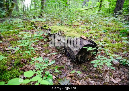 dead wood trunk lying on ground in forest Stock Photo
