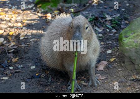 A closeup of a greater capybara chewing a plant stem, Hydrochoerus hydrochaeris. Sacramento Zoo, California. Stock Photo