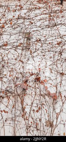 A vertical closeup shot of dry climbing plants on a white wall Stock Photo