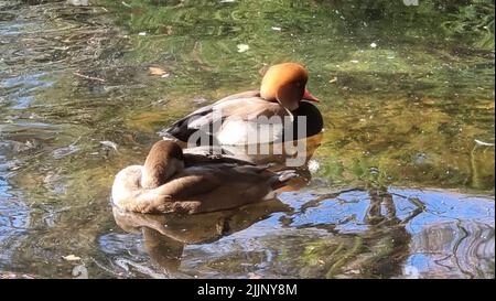 A closeup of two red-crested pochards swimming in the lake. Netta rufina. Stock Photo