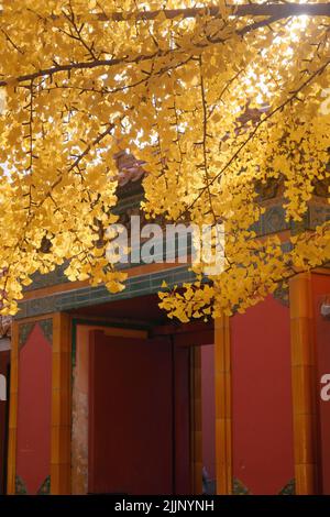 A vertical shot of yellow leaves at The Palace Museum (The Forbidden City), Beijing, China Stock Photo