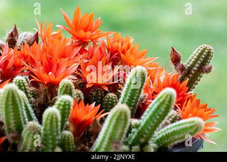 Green Echinopsis chamaecereus cactus with bright orange blossoming flowers growing in pot against blurred background Stock Photo