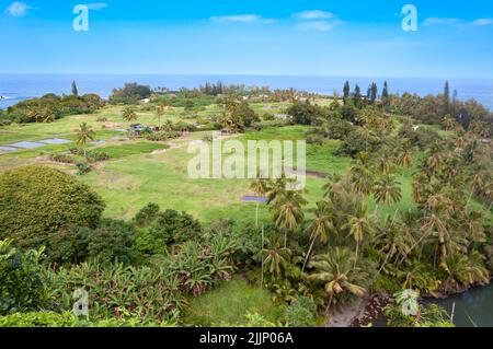 Aerial view of  taro Fields on the road to Hana, Maui, Hawaii, USA Stock Photo