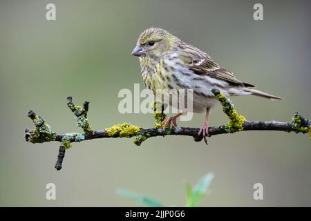 Adorable European serin bird with brown feathers and yellow spots sitting on tree branch in wild forest against blurred background Stock Photo