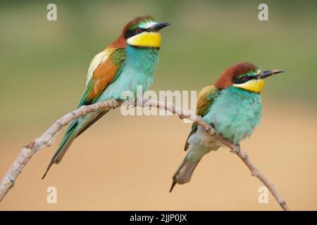 Pair of colorful European bee eater birds with bright plumage sitting on thin tree branch in nature against blurred background Stock Photo