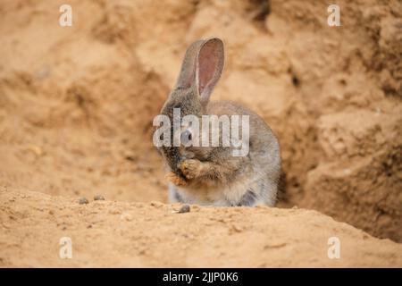 Cute sylvilagus audubonii rabbit rubbing muzzle with paws while sitting near sandstone cliff in desert Stock Photo