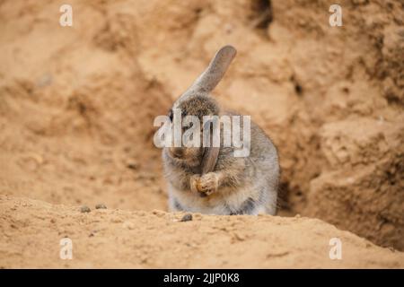 Cute desert cottontail cleaning ear with paws while sitting on dry ground near sandstone cliff on summer day Stock Photo