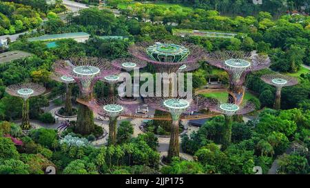An aerial shot of the lush greenery surrounding the Marina Bay Supertree Grove in Singapore
