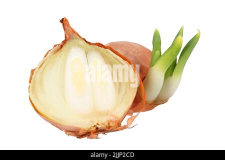 A sprouted whole and half bulbs, on a white background. Stock Photo