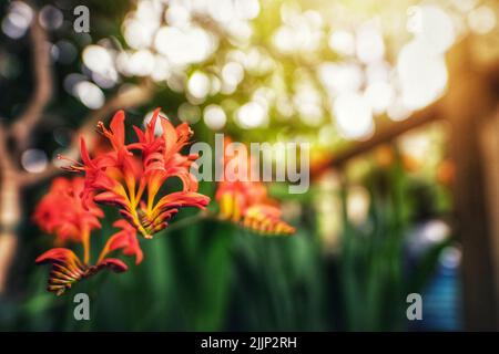 A selective focus shot of red Crocosmia, Montbretia flowers growing outdoors Stock Photo