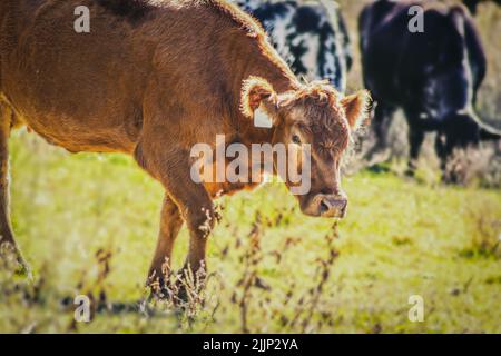 Red herford yearling walking in pasture with black and spotted blurred cows eating in the background Stock Photo