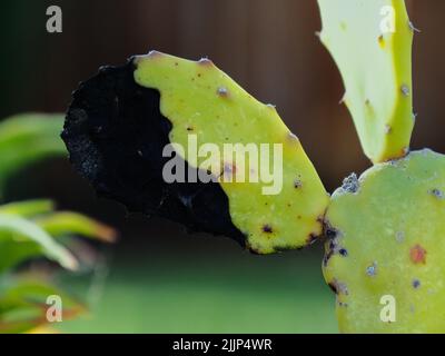 A closeup shot of a growing cactus on blurred background Stock Photo