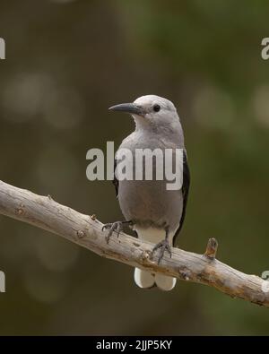 Clark's Nutcracker (Nucifraga columbiana), Mono County California USA Stock Photo