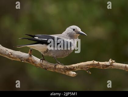 Clark's Nutcracker (Nucifraga columbiana), Mono County California USA Stock Photo