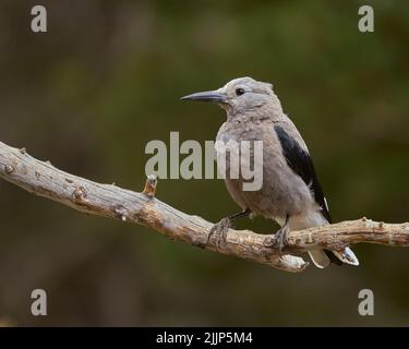 Clark's Nutcracker (Nucifraga columbiana), Mono County California USA Stock Photo