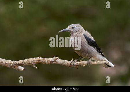 Clark's Nutcracker (Nucifraga columbiana), Mono County California USA Stock Photo