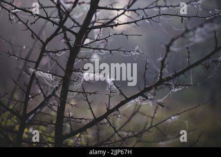 A spider web on tree branches in a gloomy weather Stock Photo