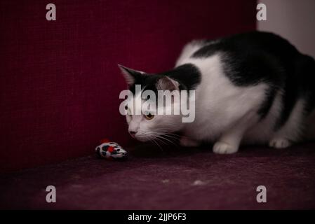 A black tabby cat with white fur playing its toy inside the house Stock Photo