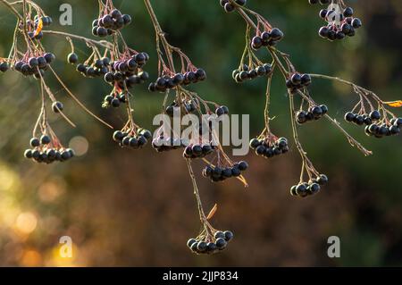 A closeup of chokeberries hanging on a tree Stock Photo