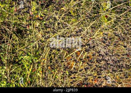 The chokeberries hanging on a tree Stock Photo