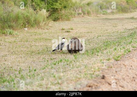 Crested caracara, Caracara plancus, and capybara, Hydrochoerus hydrochaeris, in El Palmar National Park, in Entre Rios, Argentina. Stock Photo