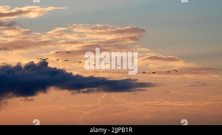 A beautiful view of a flock of birds flying against a cloudy sunset sky background Stock Photo