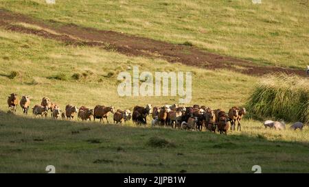 A herd of sheep and goats grazing on the pasture in the mountains Stock Photo