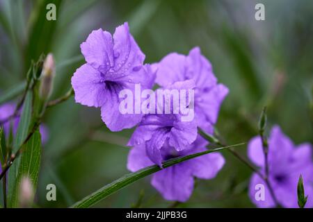 A closeup of beautiful purple ruellia simplex flowers covered in dewdrops Stock Photo