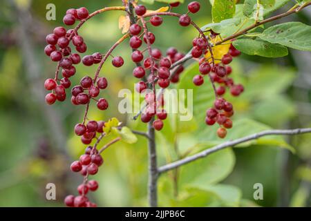 Ripe chokecherries hang on a branch Stock Photo