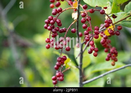 Ripe chokecherries hang on a branch Stock Photo